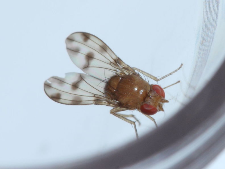 Drosophila ambochila Palikea 1936.jpg
