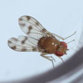 Drosophila ambochila Palikea 1936