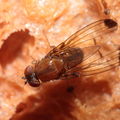 Drosophila anomalipes Pihea 3879.jpg