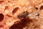 Drosophila anomalipes Pihea 3881