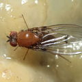 Drosophila anomalipes Pihea 3886