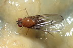 Drosophila anomalipes Pihea 3886
