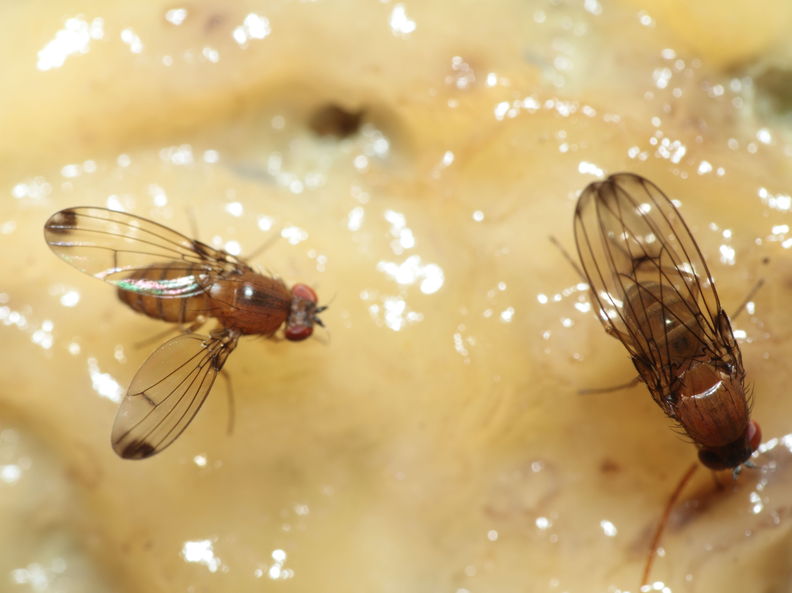 Drosophila anomalipes Pihea 3892.jpg