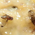 Drosophila anomalipes Pihea 3892
