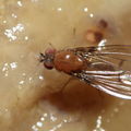 Drosophila anomalipes Pihea 3895