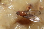Drosophila anomalipes Pihea 3895