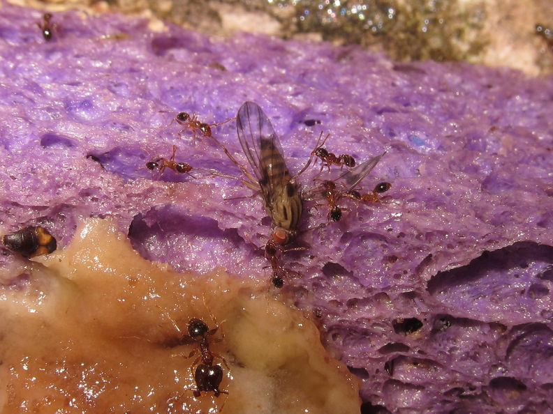 Drosophila ant predation Ohikilolo 4147.jpg