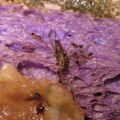 Drosophila ant predation Ohikilolo 4147