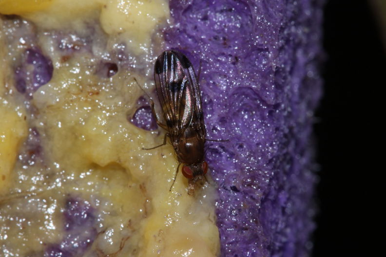 Drosophila basisetae Stainback 0430.jpg