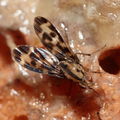 Drosophila bostrycha Hanalilolilo 6705