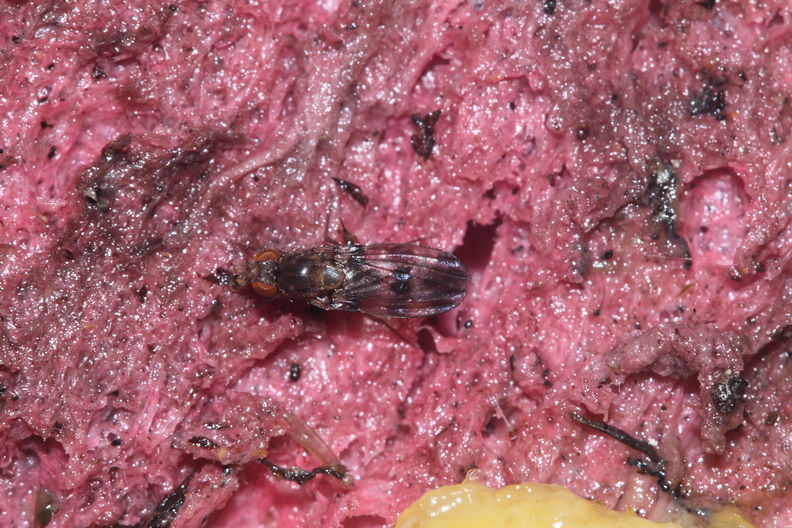 Drosophila ciliaticrus Manuka 0974.jpg