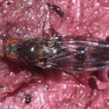 Drosophila ciliaticrus Manuka 0974a