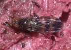 Drosophila ciliaticrus Manuka 0974a