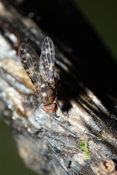 Drosophila cilifera Mokomoko 6752.jpg
