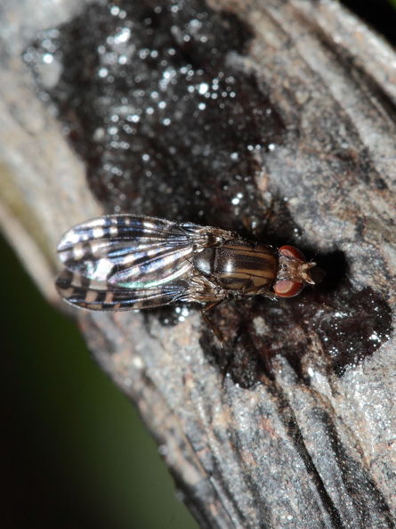 Drosophila cilifera Mokomoko 6758.jpg