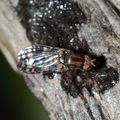 Drosophila cilifera Mokomoko 6758