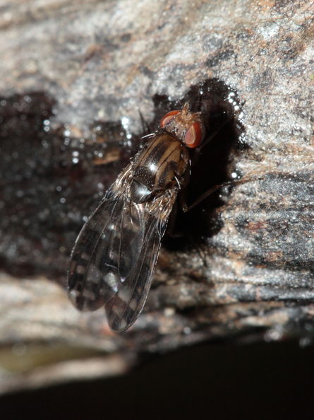 Drosophila cilifera Mokomoko 6759