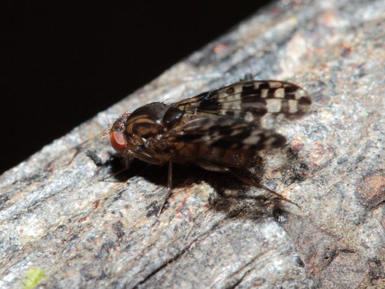 Drosophila cilifera Mokomoko 6763.jpg