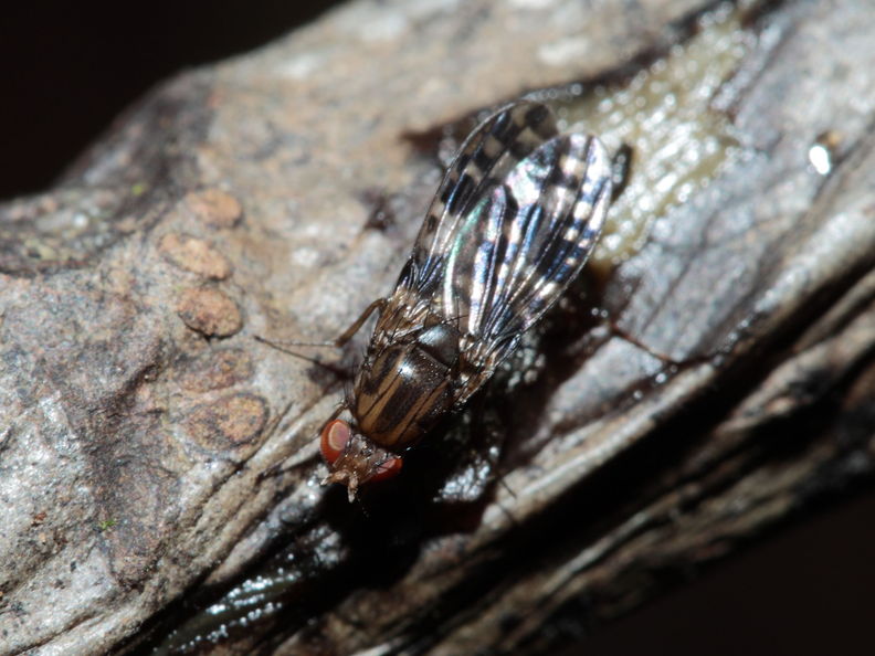 Drosophila cilifera Mokomoko 6764