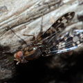 Drosophila cilifera Mokomoko 6767