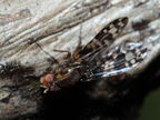 Drosophila cilifera Mokomoko 6767