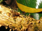 Drosophila clavisetae Waikamoi 1164
