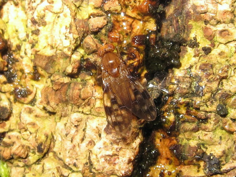 Drosophila clavisetae Waikamoi 1173.jpg