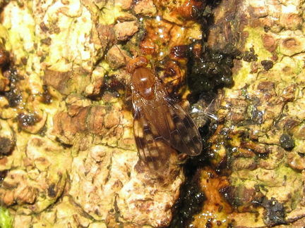 Drosophila clavisetae Waikamoi 1173