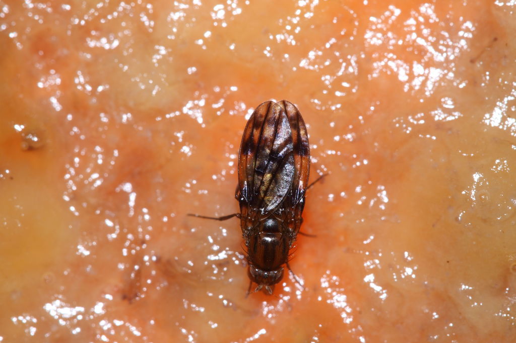 Drosophila clavisetae Waikamoi 1203