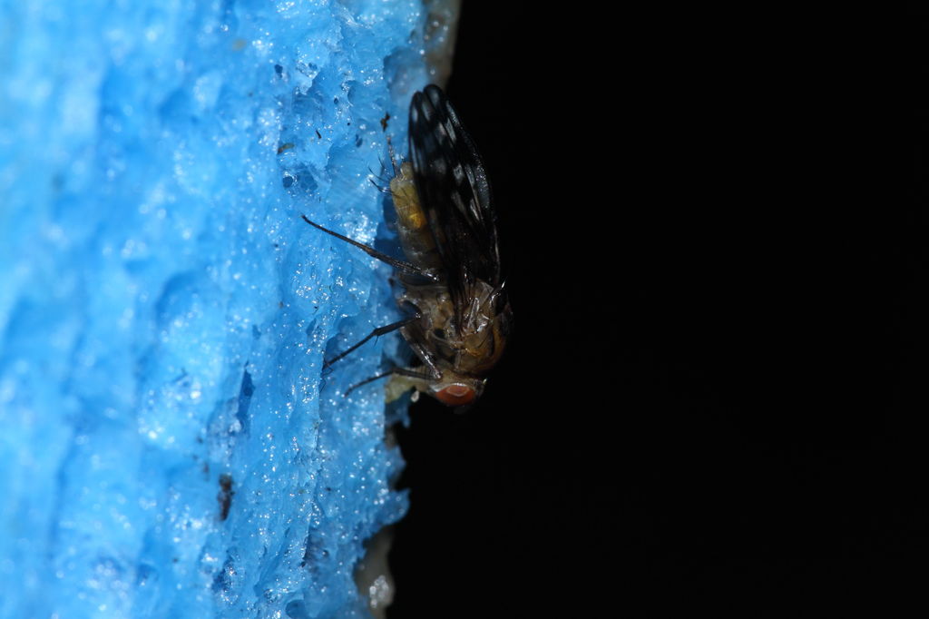 Drosophila clavisetae Waikamoi 1211