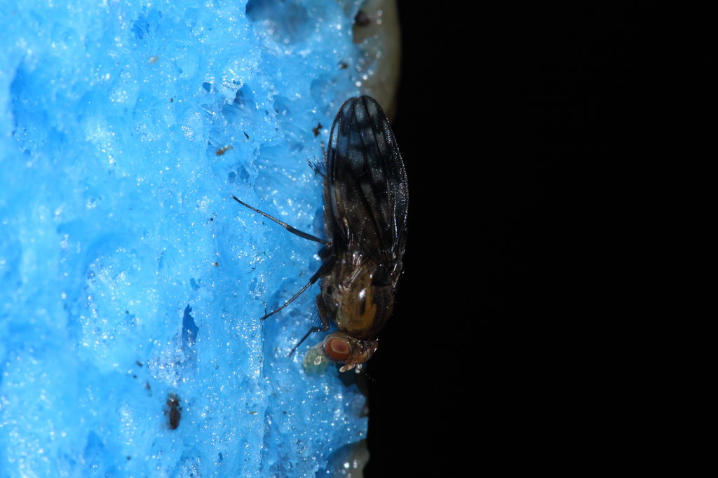 Drosophila clavisetae Waikamoi 1212