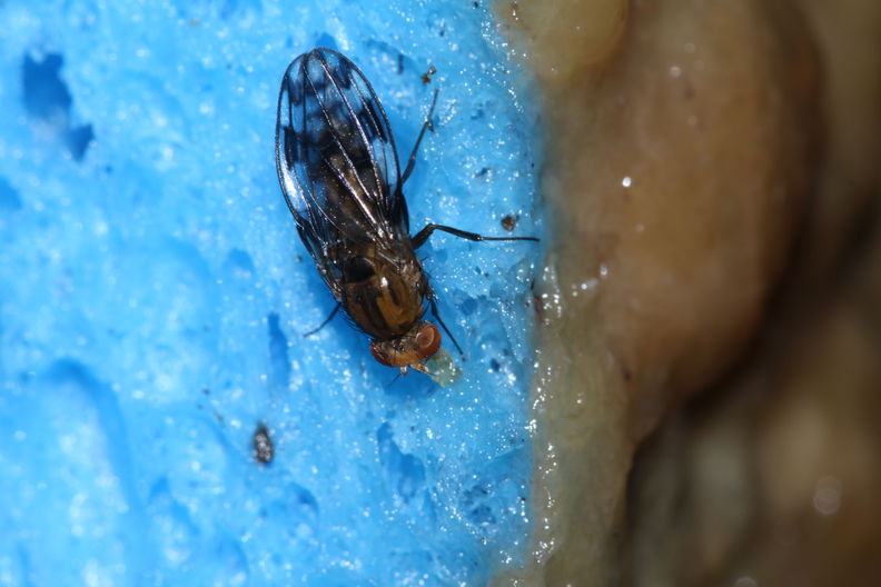 Drosophila clavisetae Waikamoi 1219.jpg