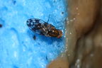 Drosophila clavisetae Waikamoi 1221