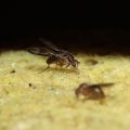 Drosophila conspicua Kukuiopae 3477
