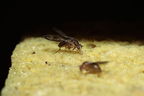 Drosophila conspicua Kukuiopae 3477