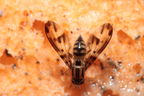 Drosophila conspicua Kukuiopae 3494