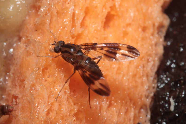 Drosophila conspicua Kukuiopae 7261.jpg
