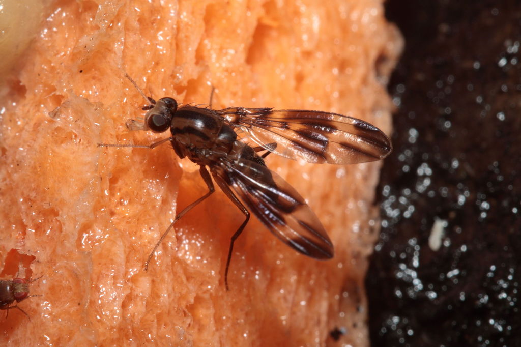 Drosophila conspicua Kukuiopae 7262