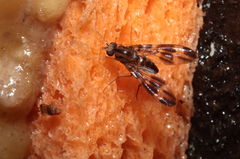 Drosophila conspicua Kukuiopae 7263