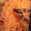 Drosophila conspicua Kukuiopae 7263.jpg