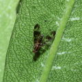 Drosophila conspicua Kukuiopae 7273