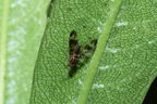 Drosophila conspicua Kukuiopae 7273