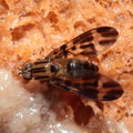 Drosophila conspicua Kukuiopae 7281