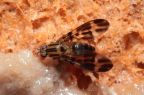 Drosophila conspicua Kukuiopae 7281