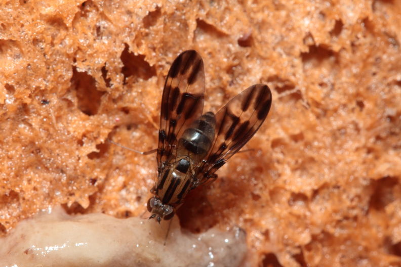 Drosophila conspicua Kukuiopae 7283.jpg