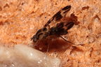 Drosophila conspicua Kukuiopae 7286
