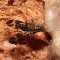 Drosophila conspicua Kukuiopae 7287