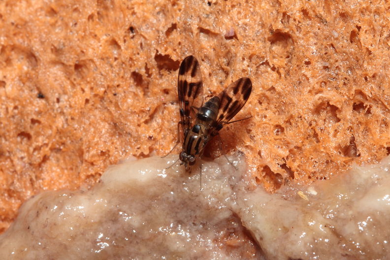 Drosophila conspicua Kukuiopae 7290.jpg