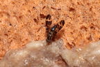 Drosophila conspicua Kukuiopae 7290