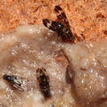 Drosophila conspicua Kukuiopae 7293